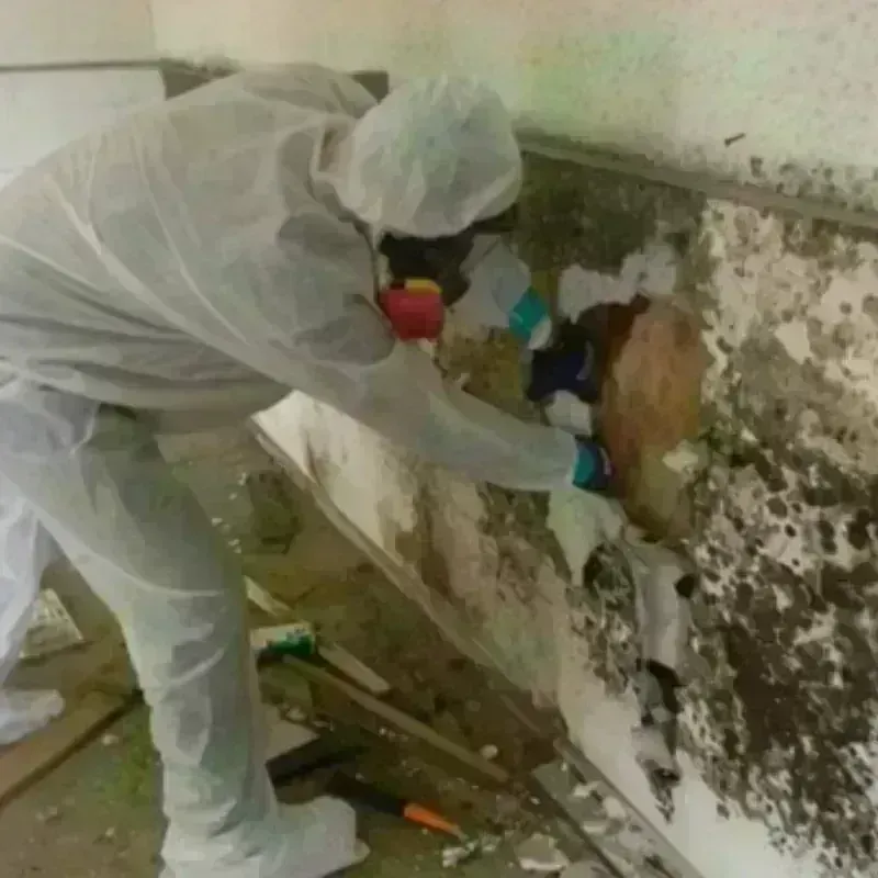 Mold Remediation and Removal in San Juan County, CO